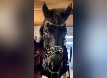 Hannoveraner, Wallach, 17 Jahre, 176 cm, Rappe