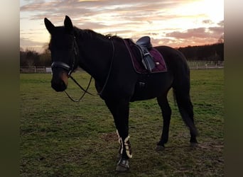 Hannoveraner, Wallach, 17 Jahre, 178 cm, Dunkelbrauner