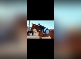 Hannoveraner, Wallach, 17 Jahre, 178 cm, Fuchs