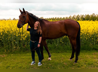 Hannoveraner, Wallach, 17 Jahre, 180 cm, Brauner