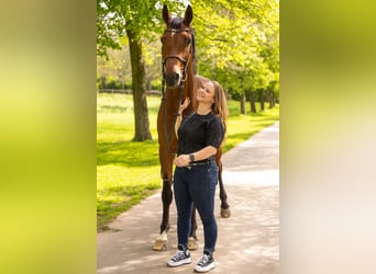Hannoveraner, Wallach, 17 Jahre, 180 cm, Brauner