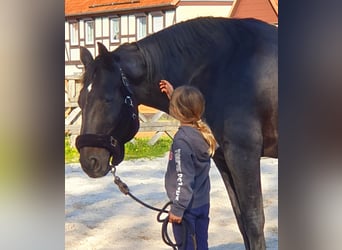 Hannoveraner, Wallach, 18 Jahre, 163 cm