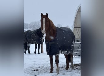Hannoveraner, Wallach, 18 Jahre, 163 cm, Fuchs