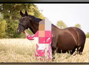 Hannoveraner, Wallach, 18 Jahre, 164 cm, Rappe