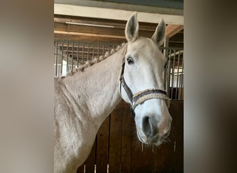 Hannoveraner, Wallach, 18 Jahre, 165 cm, Schimmel