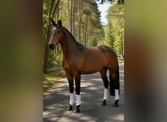 Hannoveraner, Wallach, 18 Jahre, 166 cm, Brauner