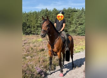 Hannoveraner, Wallach, 18 Jahre, 166 cm, Brauner