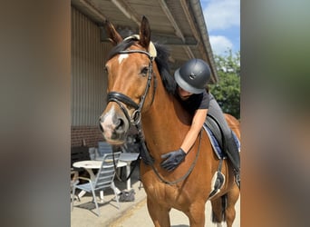 Hannoveraner, Wallach, 18 Jahre, 170 cm, Brauner