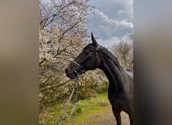 Hannoveraner, Wallach, 18 Jahre, 170 cm, Dunkelbrauner