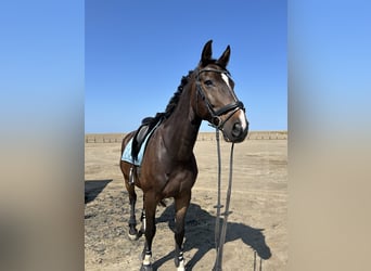 Hannoveraner, Wallach, 18 Jahre, 176 cm, Dunkelbrauner