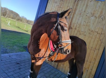 Hannoveraner, Wallach, 19 Jahre, 163 cm, Brauner