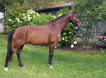 Hannoveraner, Wallach, 19 Jahre, 165 cm, Brauner