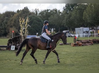 Hannoveraner, Wallach, 19 Jahre, 165 cm, Dunkelbrauner