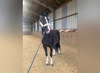 Hannoveraner, Wallach, 19 Jahre, 165 cm, Schwarzbrauner