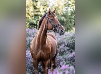 Hannoveraner, Wallach, 19 Jahre, 166 cm, Fuchs