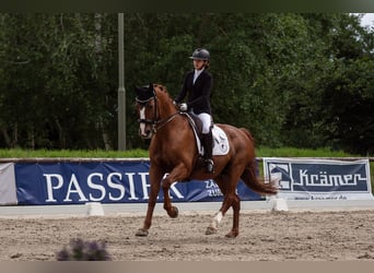 Hannoveraner, Wallach, 19 Jahre, 169 cm, Fuchs