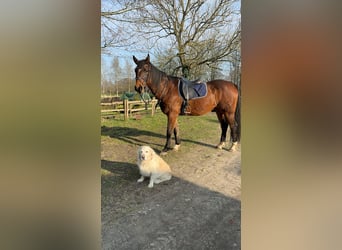 Hannoveraner, Wallach, 19 Jahre, 170 cm, Brauner