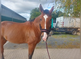 Hannoveraner, Wallach, 19 Jahre, 175 cm, Brauner