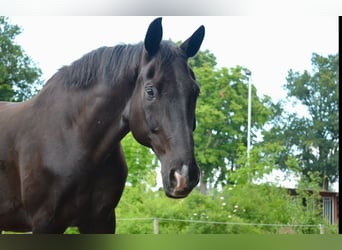 Hannoveraner, Wallach, 19 Jahre, 175 cm, Rappe