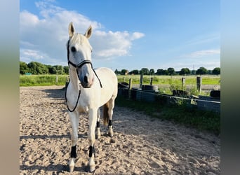 Hannoveraner, Wallach, 19 Jahre, 176 cm, Schimmel