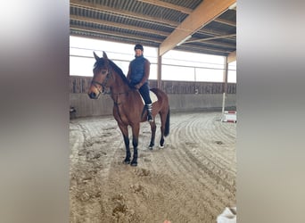 Hannoveraner, Wallach, 19 Jahre, 178 cm, Brauner