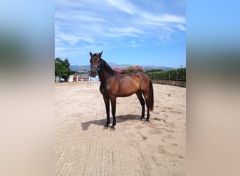 Hannoveraner, Wallach, 1 Jahr, 170 cm, Dunkelbrauner