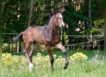 Hannoveraner, Wallach, 1 Jahr, 174 cm, Dunkelbrauner