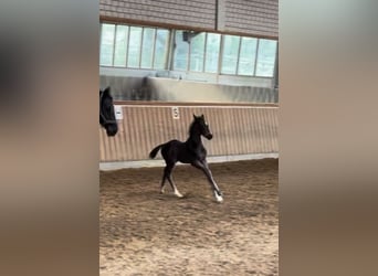 Hannoveraner, Wallach, 1 Jahr, Rappe