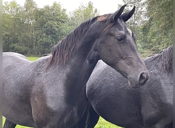 Hannoveraner, Wallach, 1 Jahr, Rappe