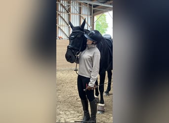 Hannoveraner, Wallach, 20 Jahre, 160 cm, Rappe