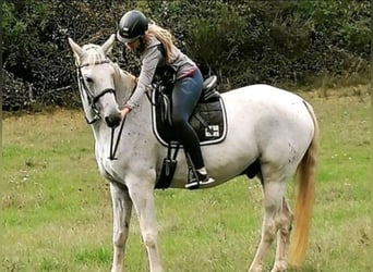 Hannoveraner, Wallach, 20 Jahre, 165 cm, Fliegenschimmel