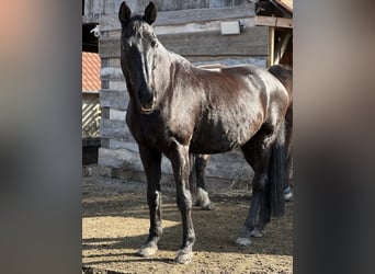 Hannoveraner, Wallach, 20 Jahre, 165 cm, Rappe
