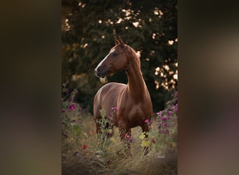 Hannoveraner, Wallach, 20 Jahre, 169 cm, Fuchs