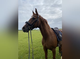 Hannoveraner, Wallach, 20 Jahre, 169 cm, Fuchs