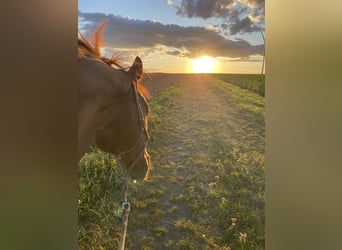 Hannoveraner, Wallach, 20 Jahre, 169 cm, Fuchs