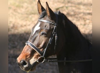 Hannoveraner, Wallach, 20 Jahre, 170 cm, Brauner