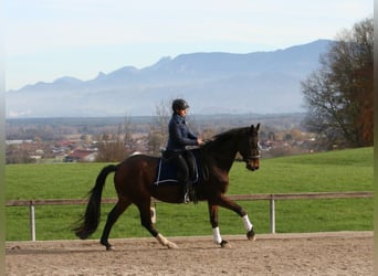 Hannoveraner, Wallach, 20 Jahre, 170 cm, Brauner