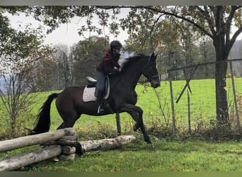 Hannoveraner, Wallach, 20 Jahre, 170 cm, Brauner