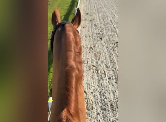 Hannoveraner, Wallach, 20 Jahre, 174 cm, Fuchs