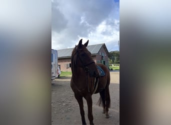 Hannoveraner, Wallach, 21 Jahre, 168 cm, Dunkelfuchs