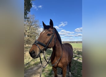 Hannoveraner, Wallach, 21 Jahre, 170 cm, Brauner