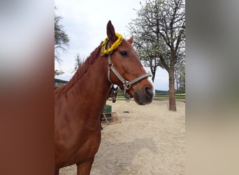 Hannoveraner, Wallach, 21 Jahre, 170 cm, Fuchs