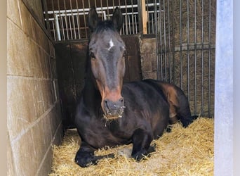 Hannoveraner, Wallach, 21 Jahre, 175 cm, Dunkelbrauner