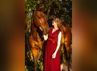 Hannoveraner, Wallach, 21 Jahre, 177 cm, Brauner