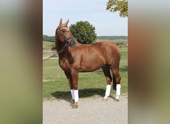 Hannoveraner, Wallach, 22 Jahre, 168 cm, Fuchs