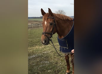 Hannoveraner, Wallach, 22 Jahre, 168 cm, Fuchs