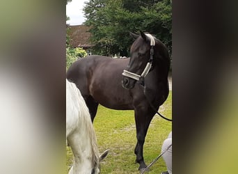 Hannoveraner, Wallach, 24 Jahre, 167 cm, Rappe