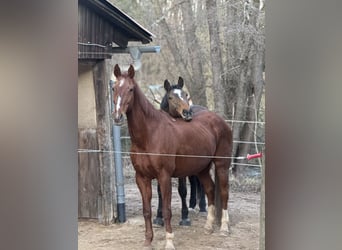 Hannoveraner, Wallach, 24 Jahre, 180 cm, Dunkelfuchs
