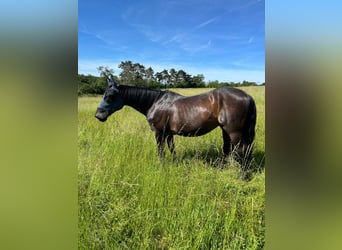 Hannoveraner Mix, Wallach, 26 Jahre, 155 cm, Schwarzbrauner