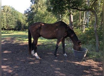 Hannoveraner, Wallach, 26 Jahre, 165 cm, Brauner